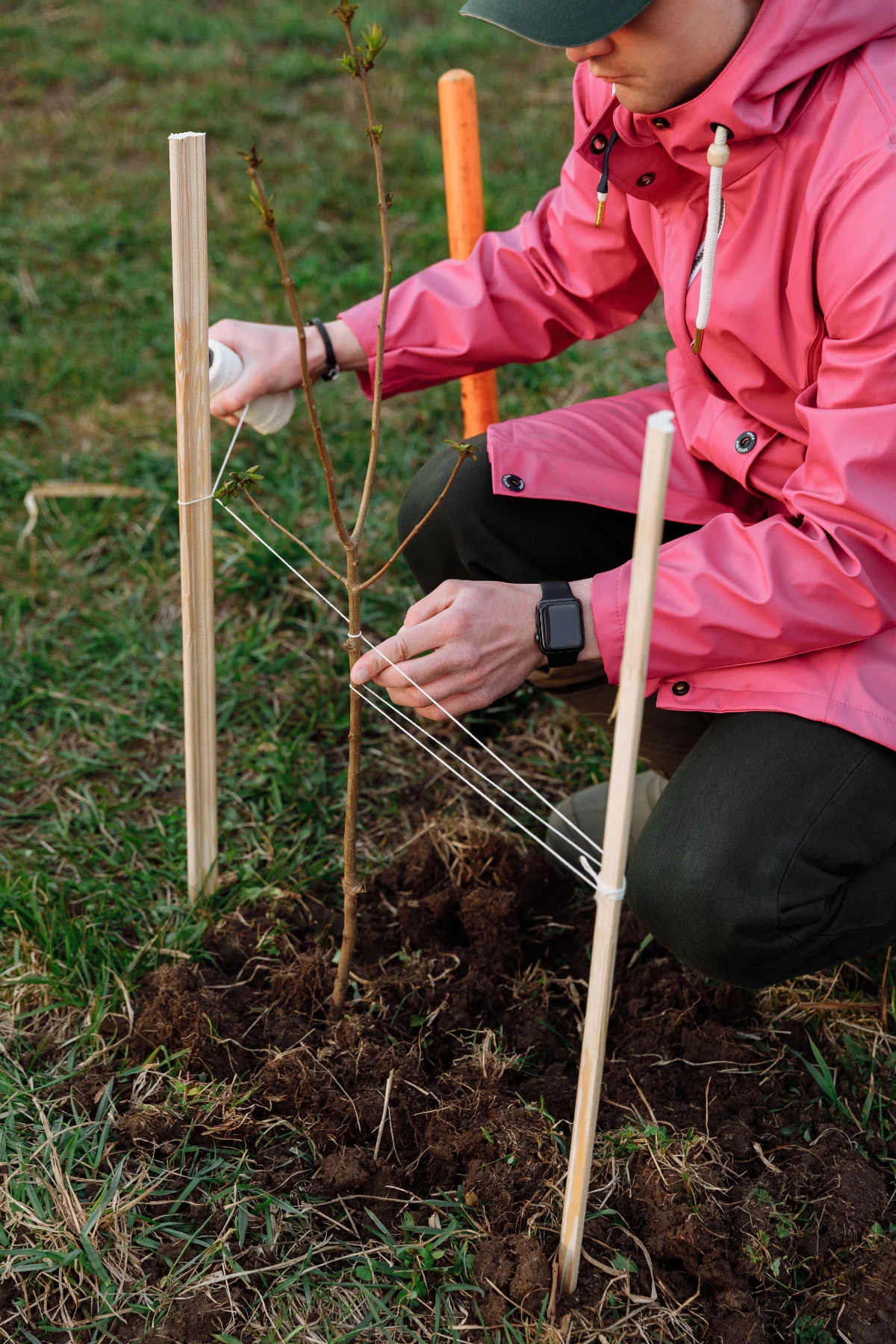 A newly planted tree being supported with garden stakes
