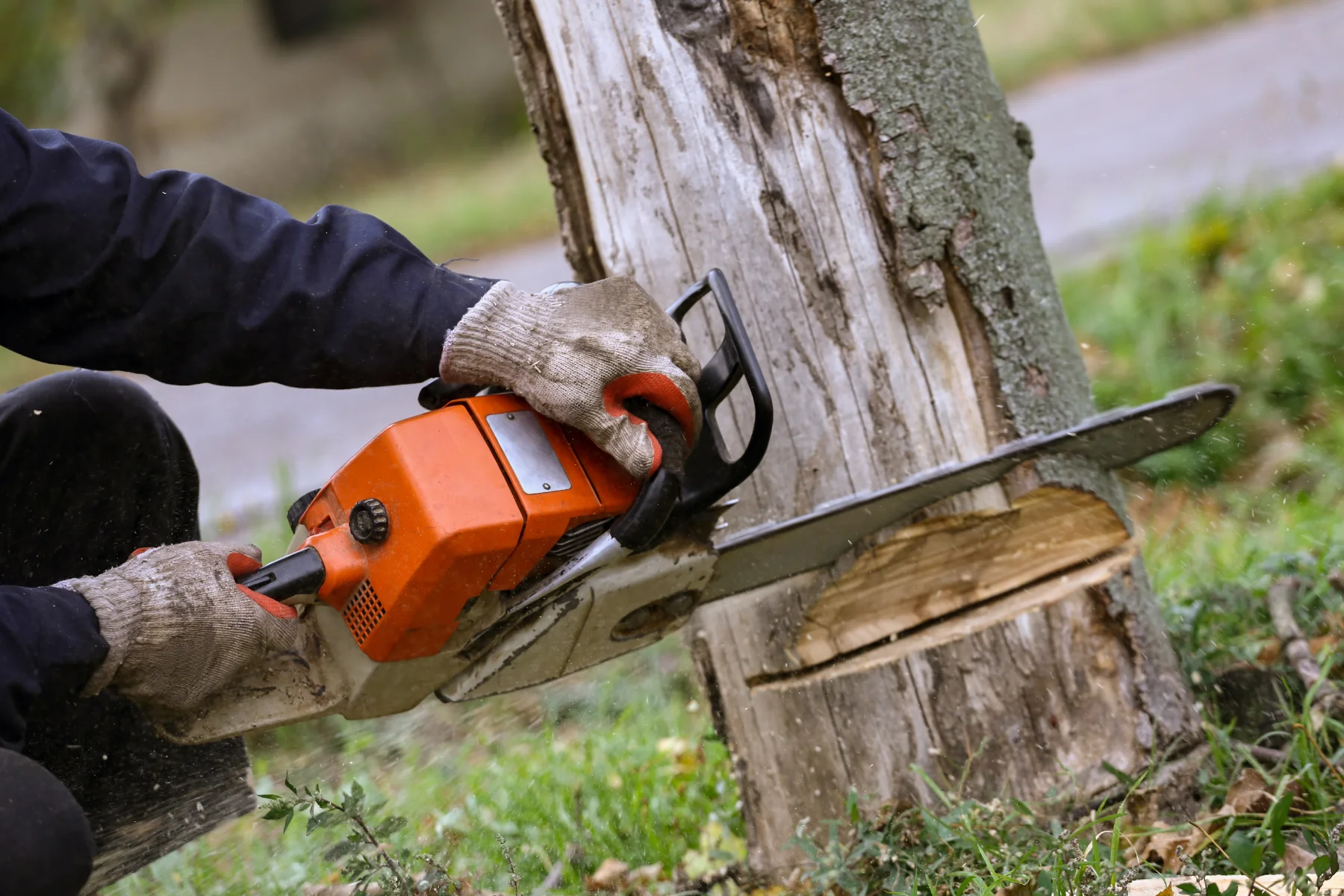 Chainsaw cutting into a tree trunk