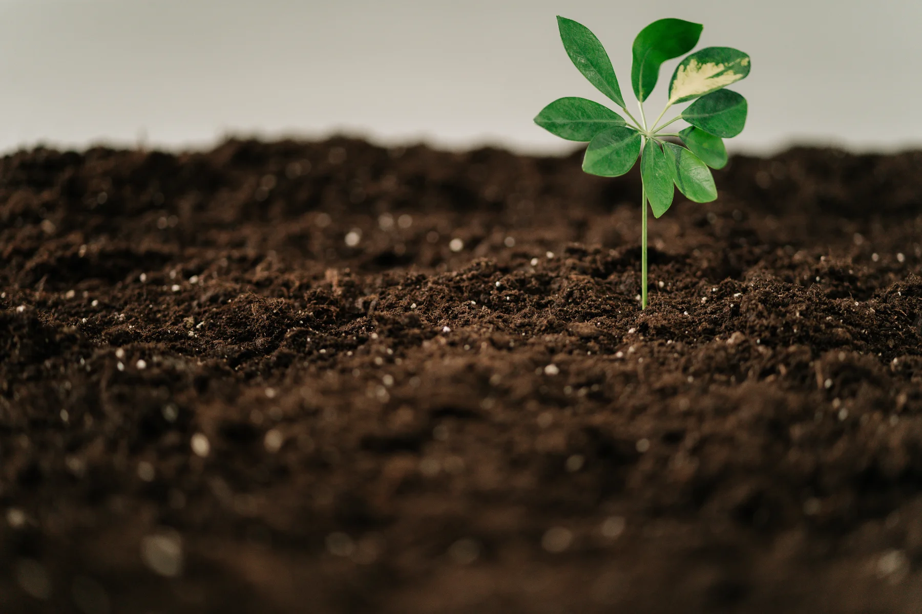 A young sapling planted in dark soil