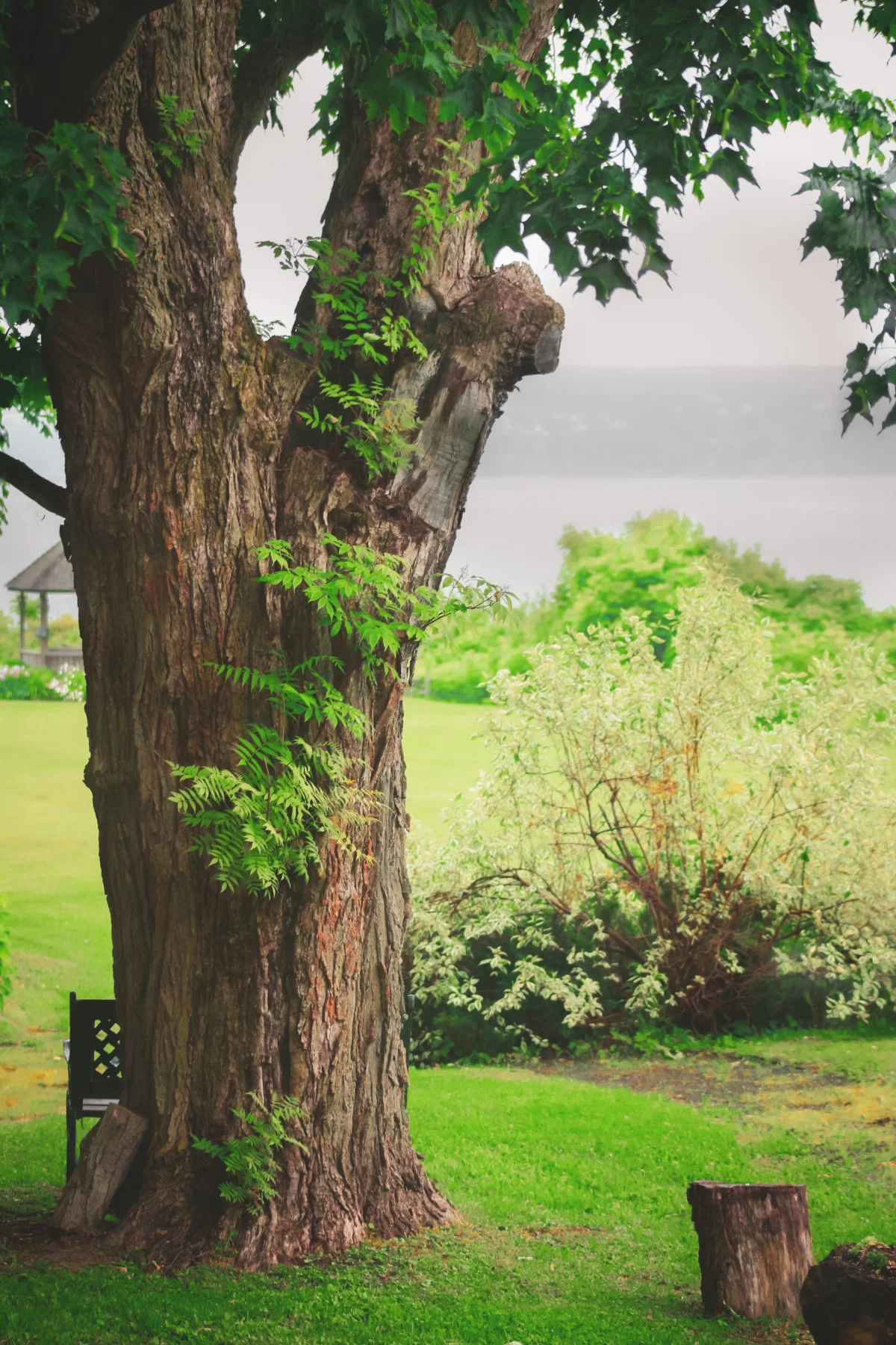 A mature tree near a landscaped property