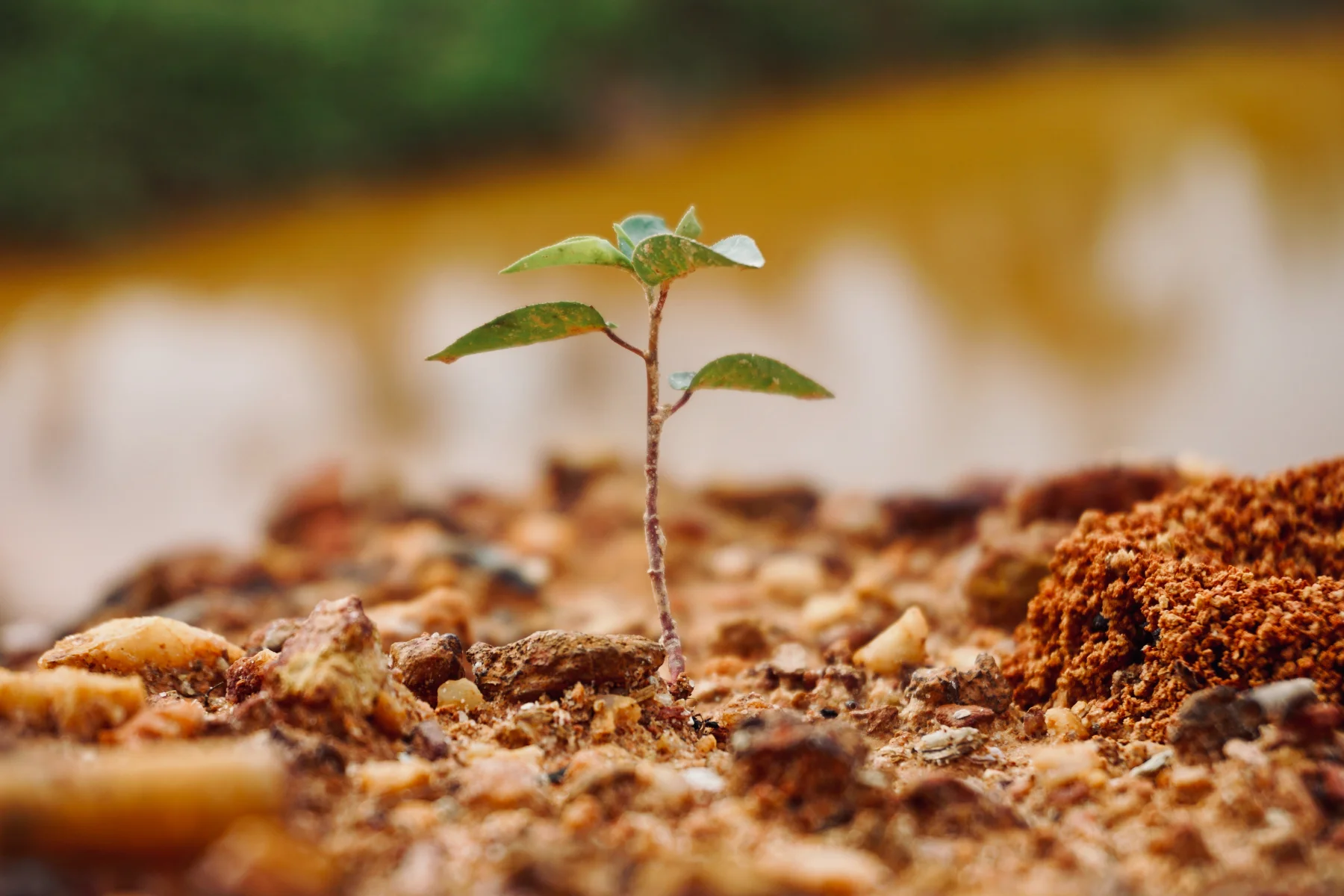 A small seedling growing from soil