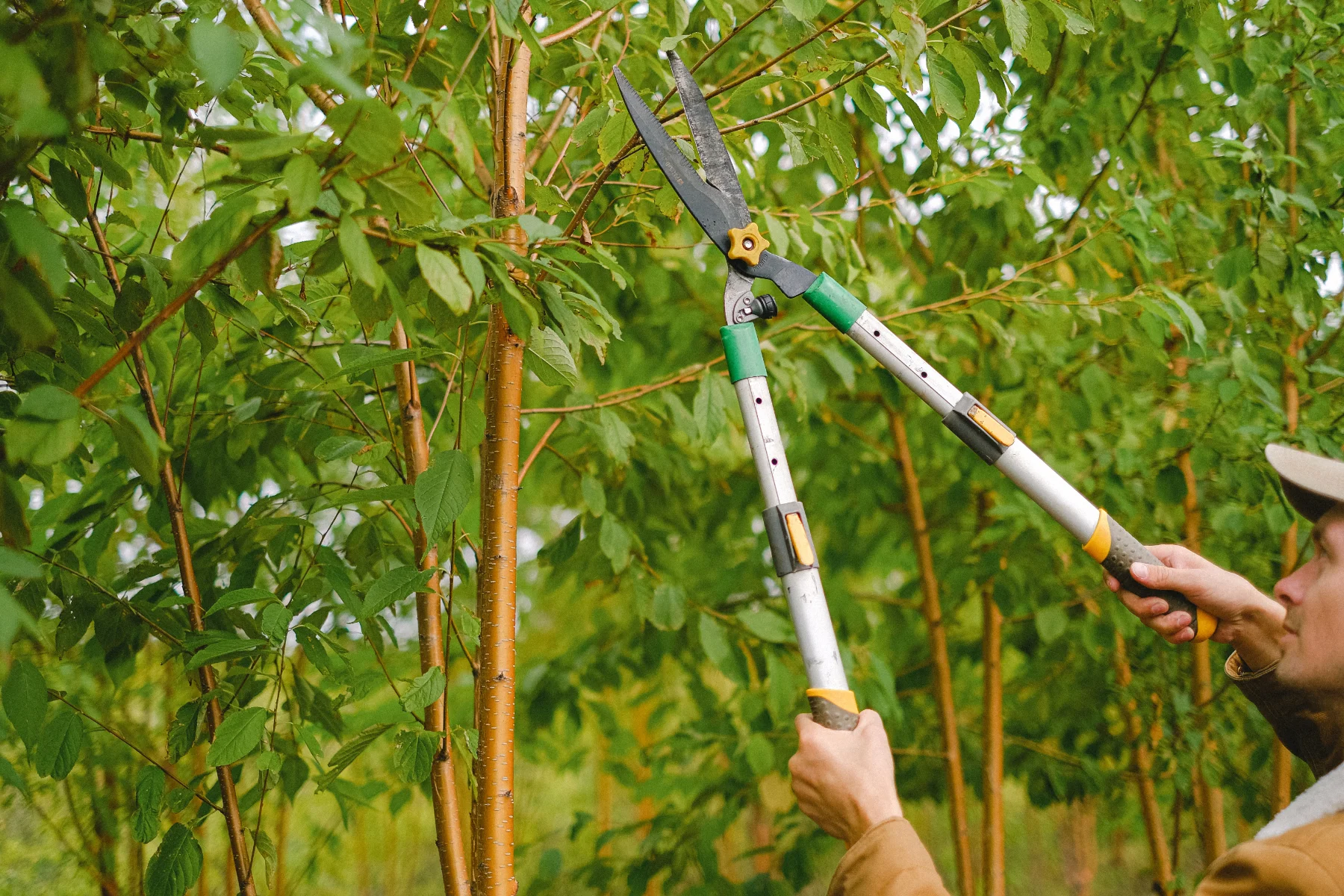 Tree pruning shears trimming green branches