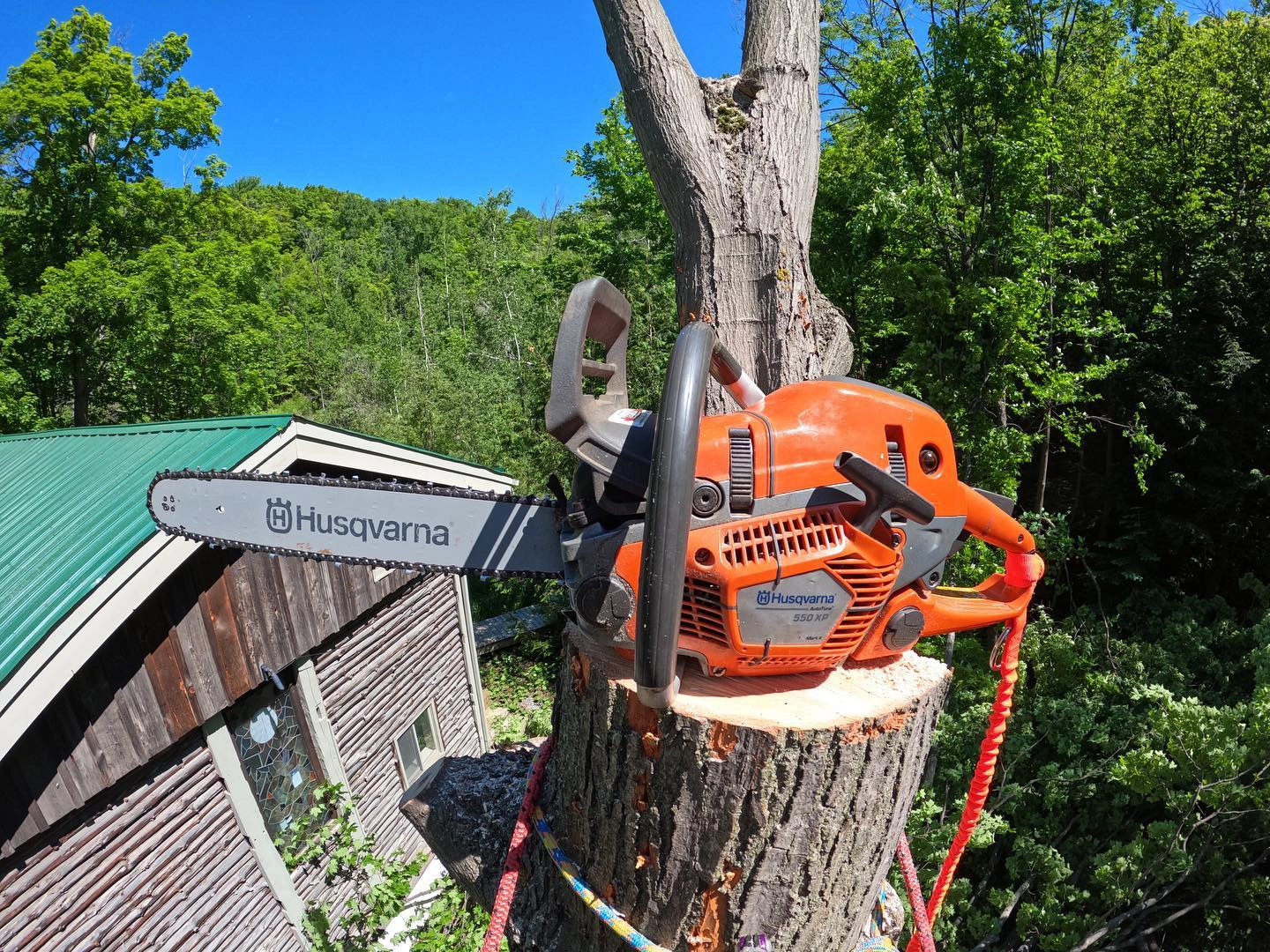 Chainsaw resting on a cut tree trunk