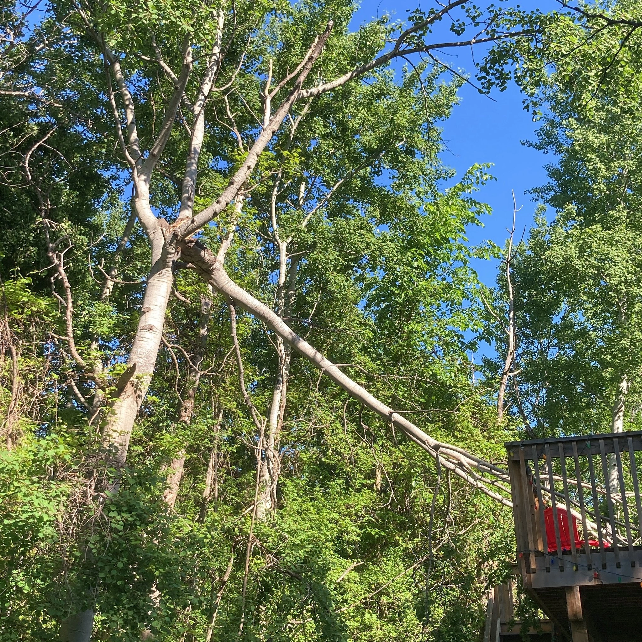 Tree canopy and branches against a blue sky