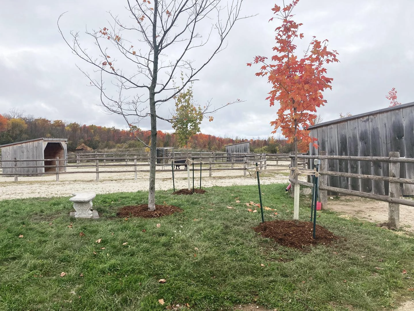 Newly planted trees in a fenced field